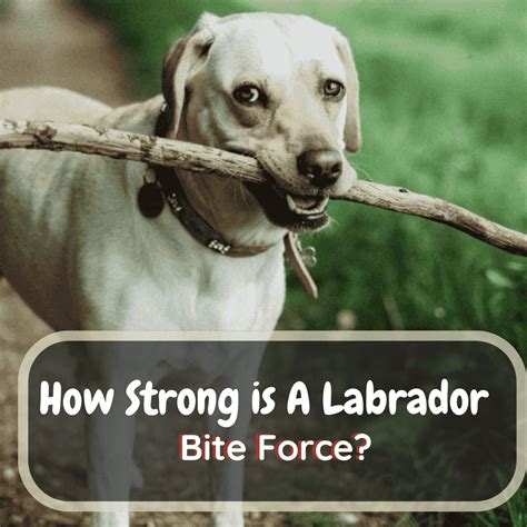 How To Test Your Bite Force at Indiana Townson blog