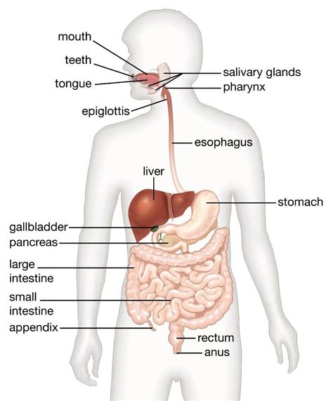 Image result for Food Digestive System