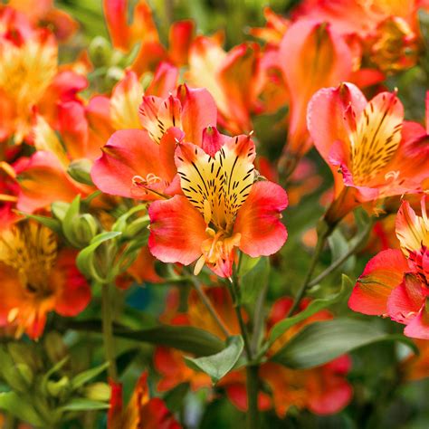Inkalilie 'Little Miss Zoë' - Alstroemeria x kaufen