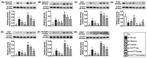 Melatonin-Assisted Cisplatin Suppresses Urinary Bladder Cancer Cell ...