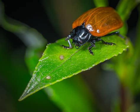 Free Images : insect, bug, macro photography, close up, leaf beetle ...