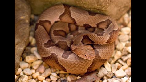 Watch out for baby copperhead snakes | wcnc.com