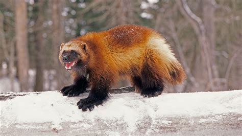 Some U.S. Wolverines to Be Protected by Endangered Species Act - The New York Times