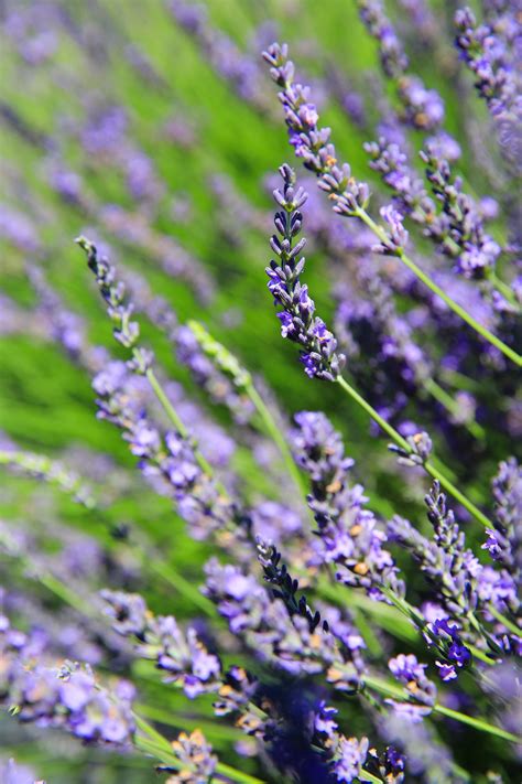 Grosso Lavender Plant - Tumalo Lavender