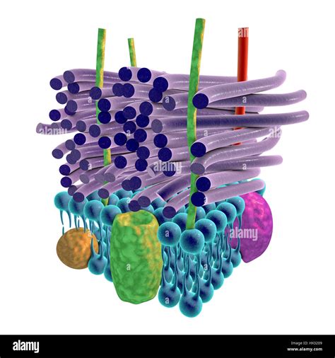 Gram Positive Bacteria Rods