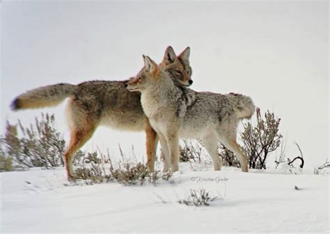 Photo Essay: Coyote Breeding Season Dances - Rewilding