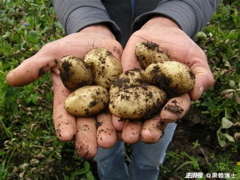 土豆怎么种植才能高产 土豆高产种植技术-植物说
