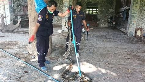 Python Killing a Goat 的图像结果