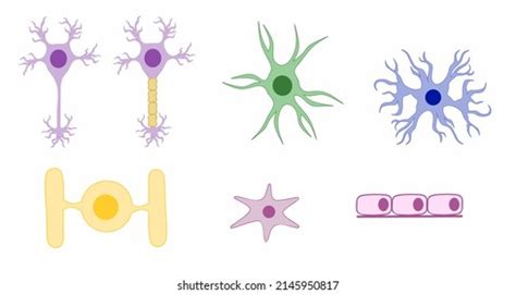 Image result for Brain Cell Types