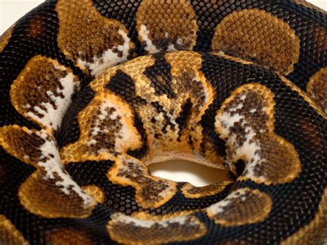 Morph List - World of Ball Pythons