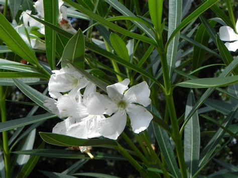 White Flowers of Oleander | Nature Photo Gallery