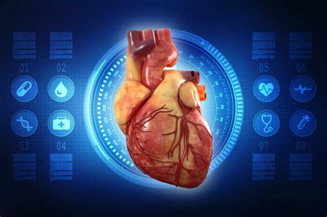 心脏图片-人的心脏——人体心脏解剖学素材-高清图片-摄影照片-寻图免费打包下载