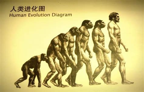 Image result for Who Invented Evolution