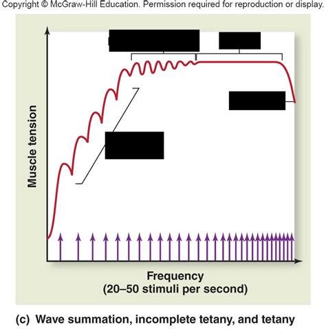 Image result for Tension Force Muscle Graph