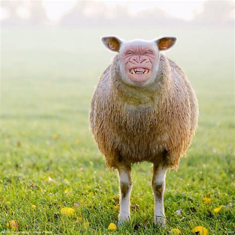 Weird Animal Hybrids