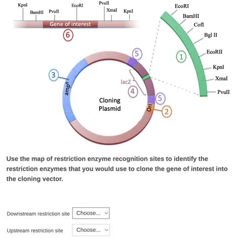 Image result for Restriction Enzyme Map
