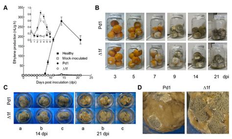 JoF | Special Issue : Plant Fungal Pathogenesis