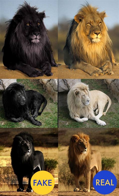 Are Black Lions Real, Top 10 Facts About Lions Wwf : We did not find ...