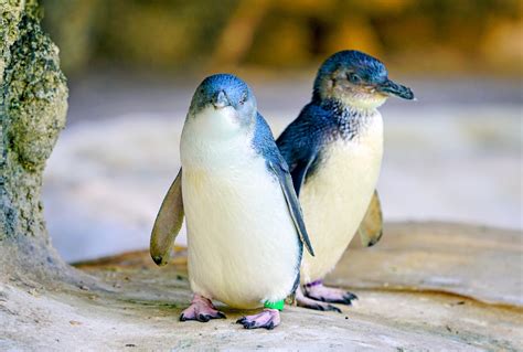 Little penguins that once lived in New Zealand were ridiculously cute ...