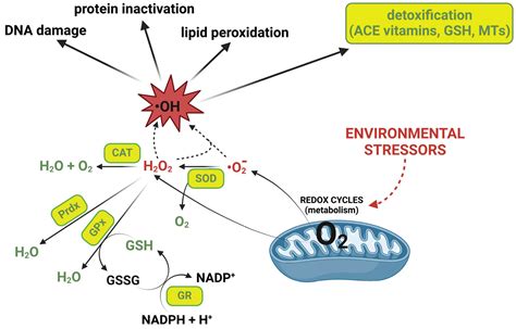 Antioxidant Systems in Extremophile Marine Fish Species