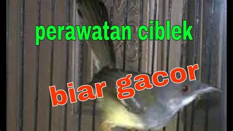 cara merawat ciblek biar gacor - Featured Image