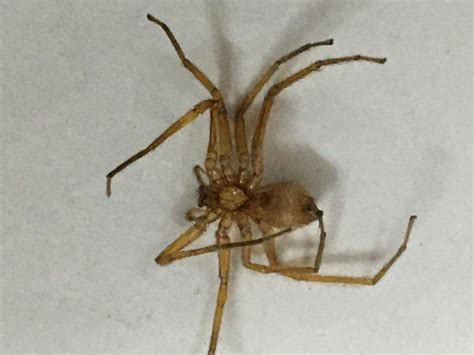 entomology - Common House Spider got shrunked and appeared lifeless when touched by water ...