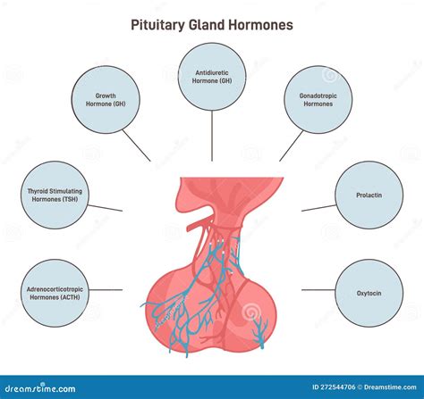 Pituitary Gland Location And Function
