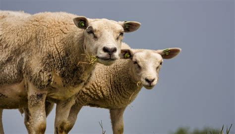 Cloning 的图像结果