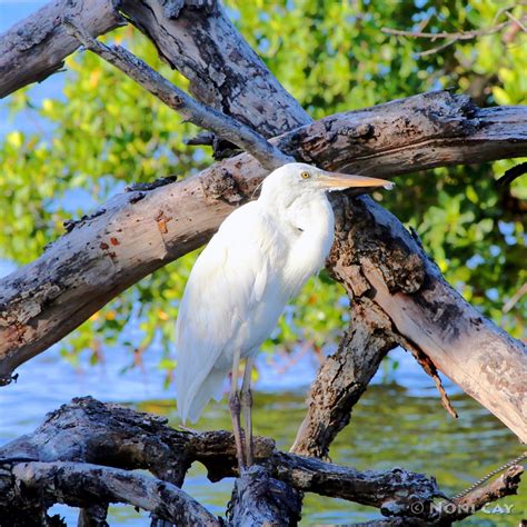 Great White Heron | Noni Cay Photography