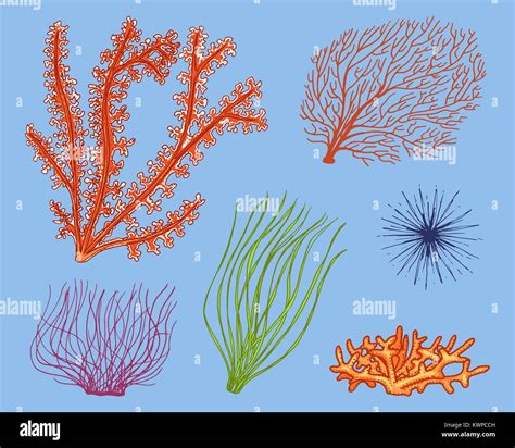 Marine Animals And Plants