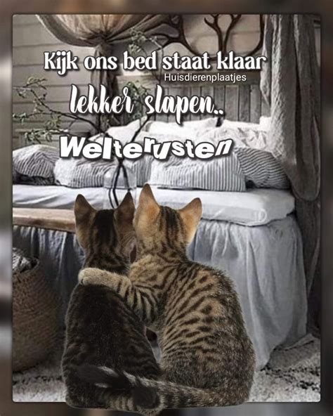 Pin van Janny L Cats op Slaap lekker Welterusten | Grappige dierencitaten, Welterusten ...