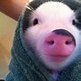 Image result for Cute Mini Pigs