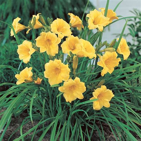 Yellow Daylily ‘Stella D’Oro’ – John Renfroe | Landscape Architect