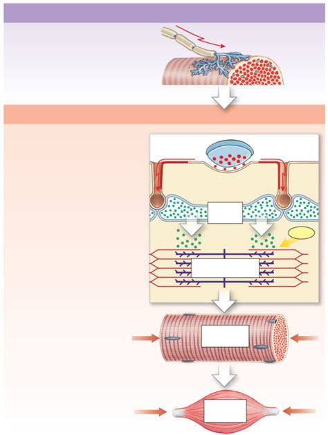 Steps of Muscle Contraction 的图像结果
