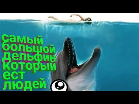 ЖЕСТЬ! ДЕЛЬФИН СЪЕЛ ЧЕЛОВЕКА 📢 - YouTube