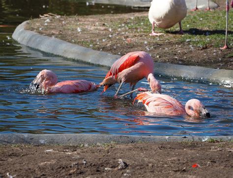 Chilean flamingos (Phoenicopterus chilensis), 2022-03-08 - ZooChat