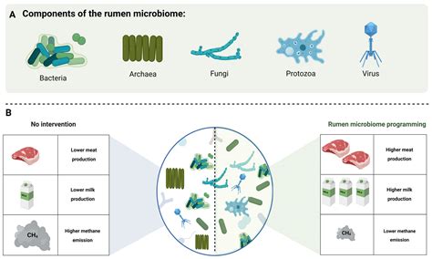In Pursuit of Understanding the Rumen Microbiome