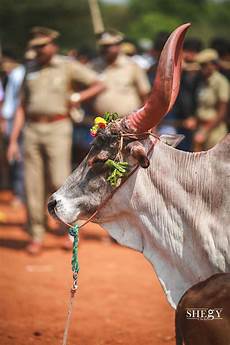 Hd Jallikattu Kaalai Wallpapers 3d by Jallikattu Photography Photoshop Backgrounds Hd Jallikattu Kaalai Wallpapers 3d