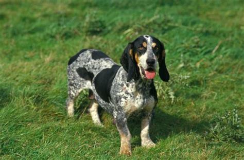 Basset Bleu de Gascogne – GoofyTails