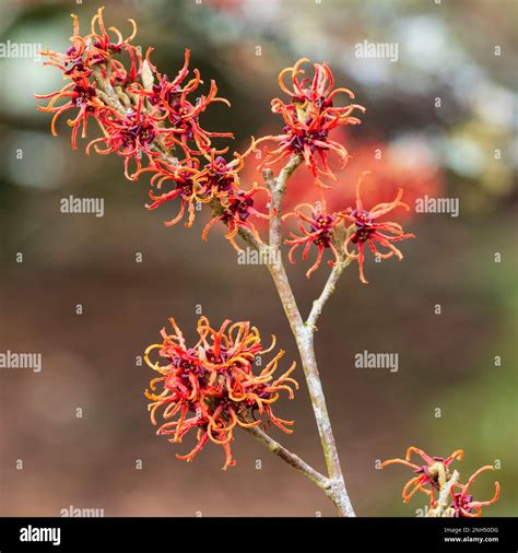 Spidery winter flowers of the fragrant hardy deciduous shrub, Hamamelis ...