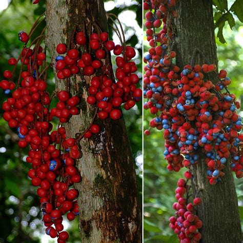 Kungkuni Fruit Plant (Baccaurea Odoratissima) – veliyathgardens
