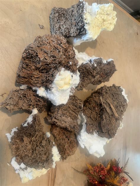 Warning Signs of Termites Without Wings: Stay Alert