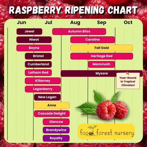 Raspberry Ripening Chart - When Are Raspberries In Season?