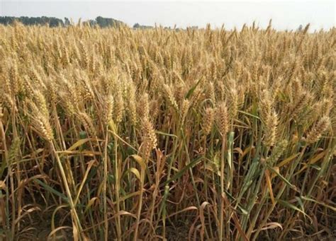 中国小麦品种十大排行榜（全国高产优良小麦种子排名）-植物说