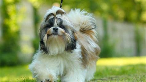 Shih Tzu World - Where Shih Tzus Are Family!