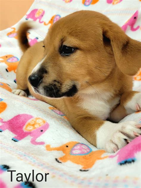 Dog for Adoption - Taylor, a Boxer in Catawba, SC | Alpha Paw