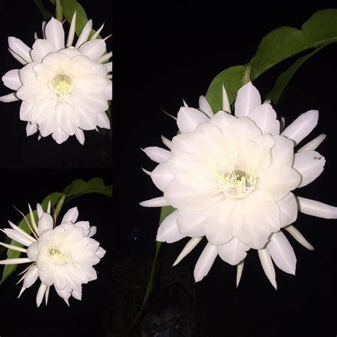Night Blooming Cereus Free Stock Photo - Public Domain Pictures