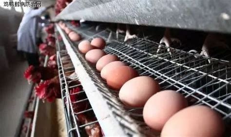 高标准 可溯源！正大鸡蛋用科技定义食品安全！_蛋鸡