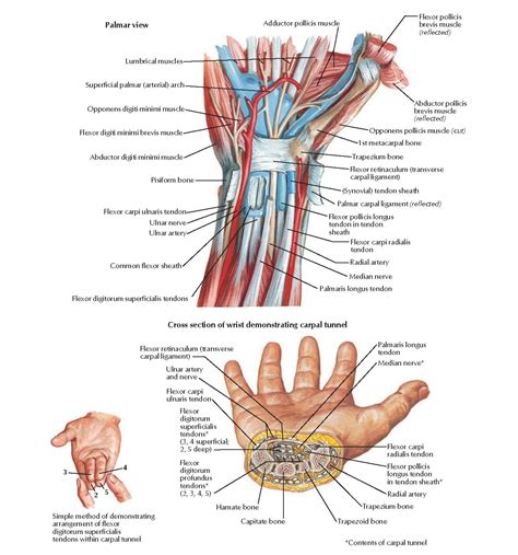 Wrist Tendon Anatomy