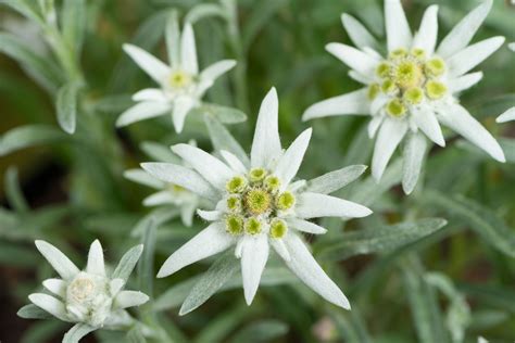 Switzerland’s National Treasure: The Edelweiss Flower - Flower Gifting ...